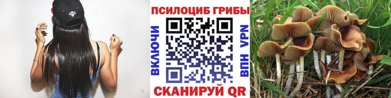 блэк спрут сайт  Меленки  Галлюциногенные грибы Psilocybe 